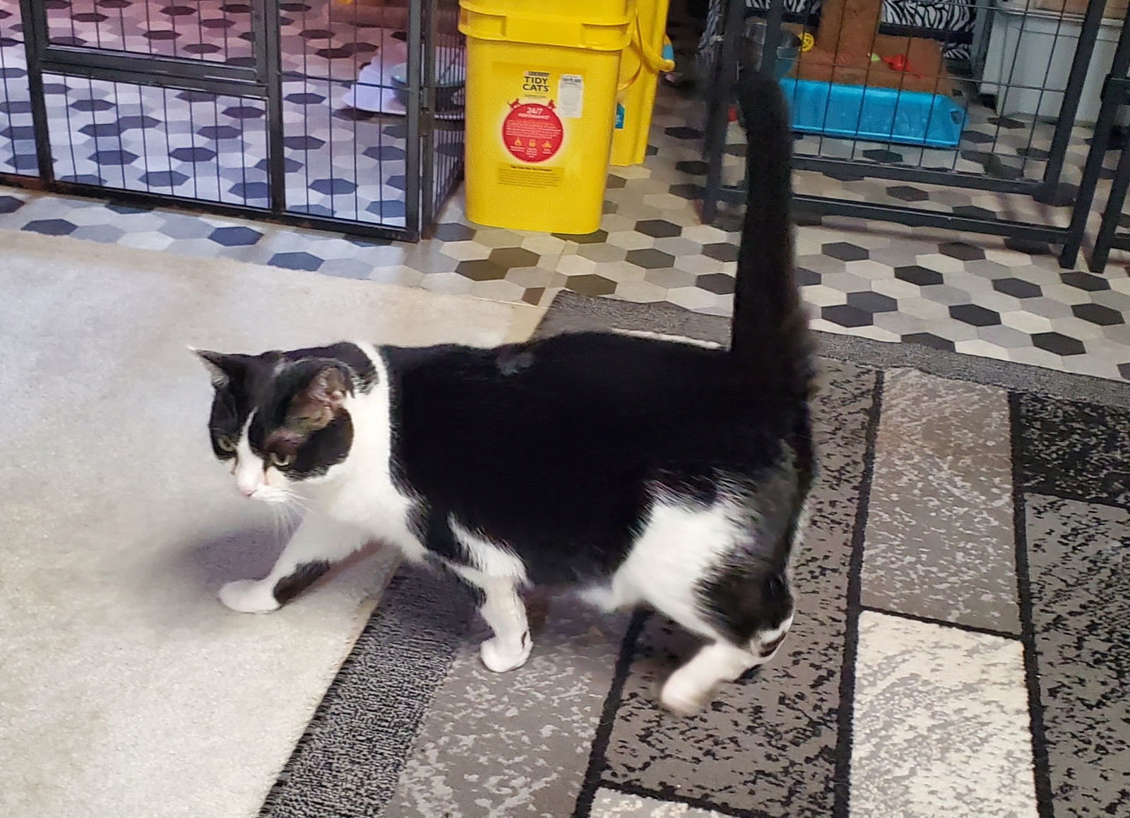 MiloJo