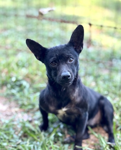 Harmony, an adoptable Schipperke, Mixed Breed in Picayune, MS, 39466 | Photo Image 1