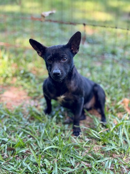 Harmony, an adoptable Schipperke, Mixed Breed in Picayune, MS, 39466 | Photo Image 2