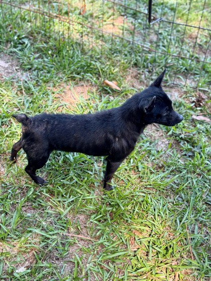 Harmony, an adoptable Schipperke, Mixed Breed in Picayune, MS, 39466 | Photo Image 3