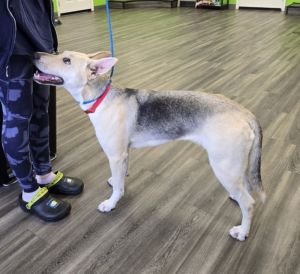 LuLu, Young Female German Shepherd Dog