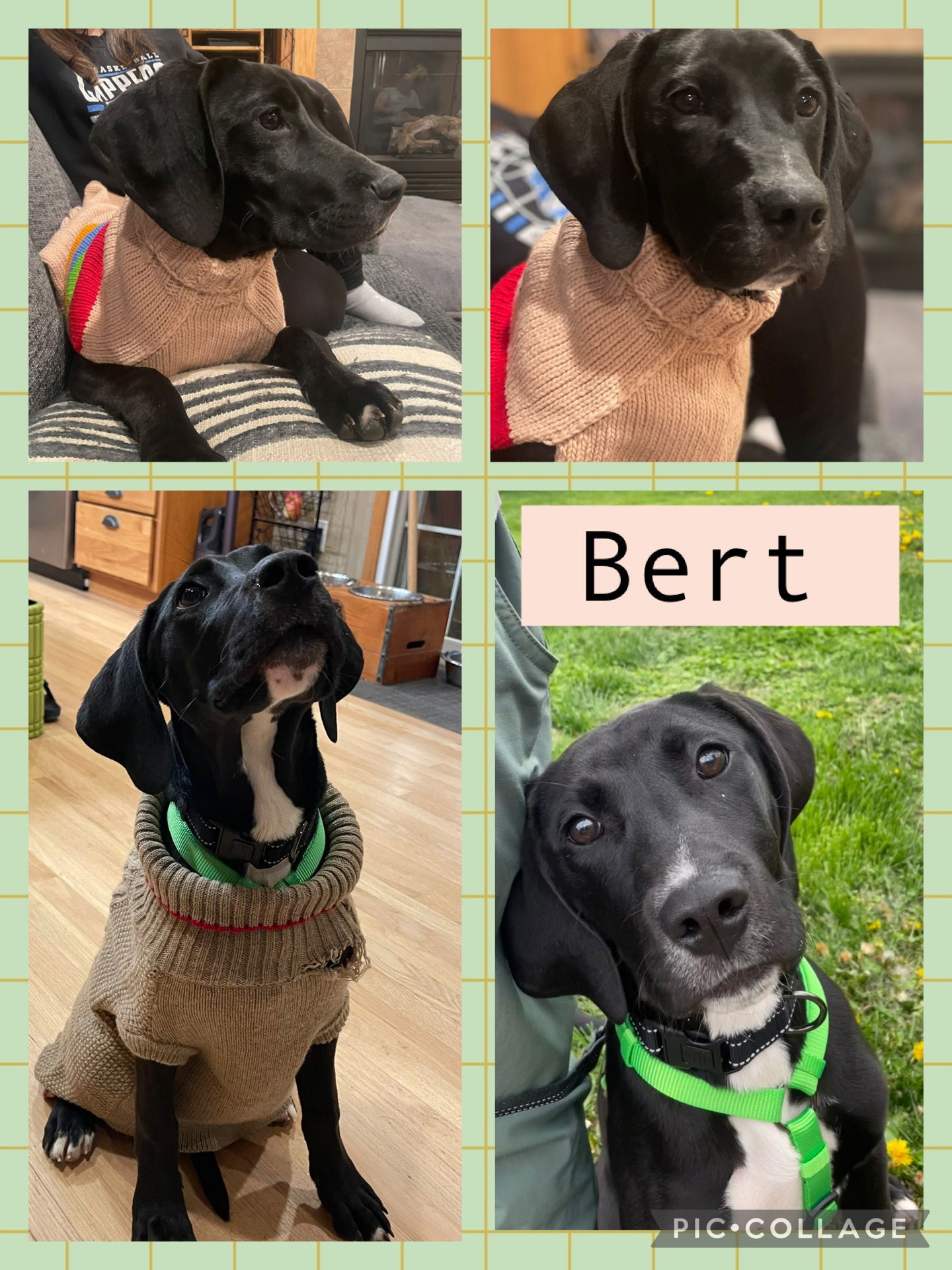 Bert