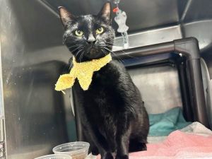 What my friends at ACC say about me My purr motor is always running I am finding the shelter a