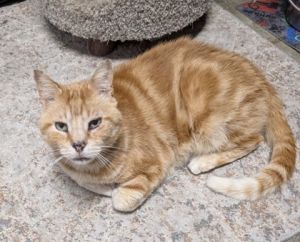 Banana, Senior Male Domestic Short Hair