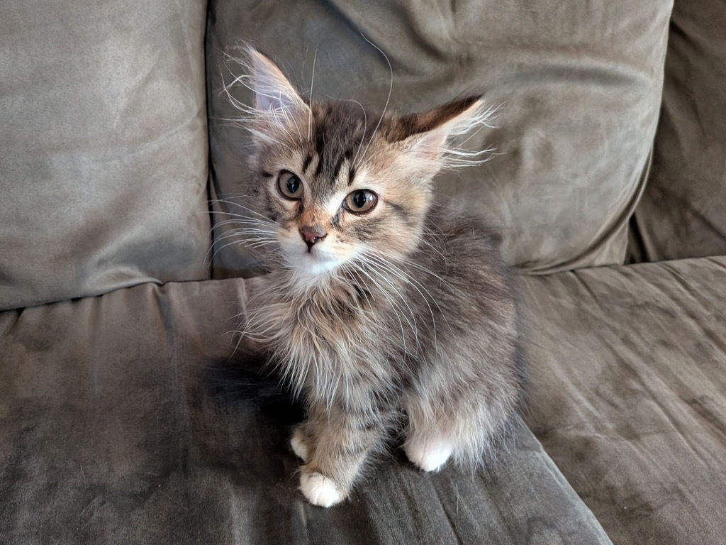 Cottontail Potter, an adoptable Domestic Long Hair in Gorham, ME, 04038 | Photo Image 1