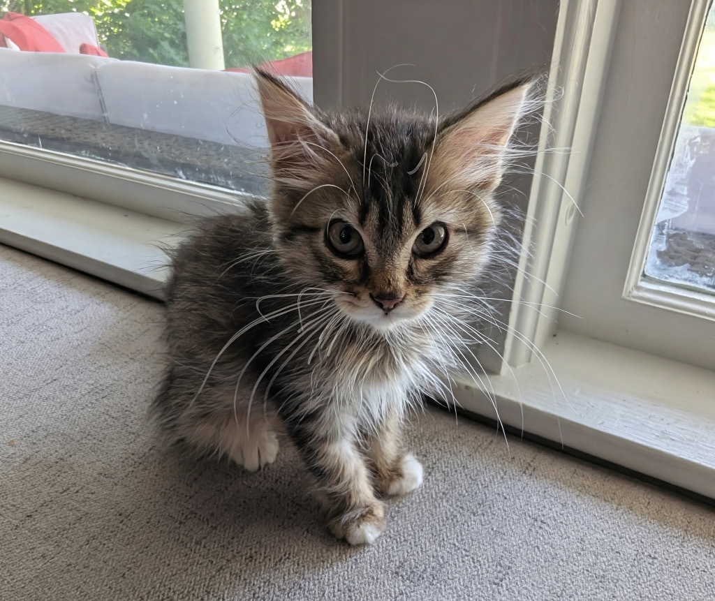 Cottontail Potter, an adoptable Domestic Long Hair in Gorham, ME, 04038 | Photo Image 2