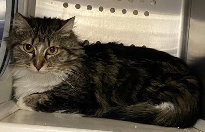 Barn Cat Mimi, an adoptable Domestic Medium Hair, Domestic Short Hair in Caldwell, ID, 83607 | Photo Image 1