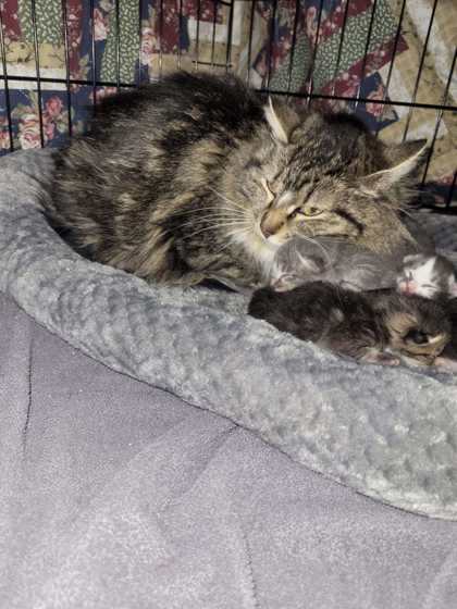 Barn Cat Mimi, an adoptable Domestic Medium Hair, Domestic Short Hair in Caldwell, ID, 83607 | Photo Image 3