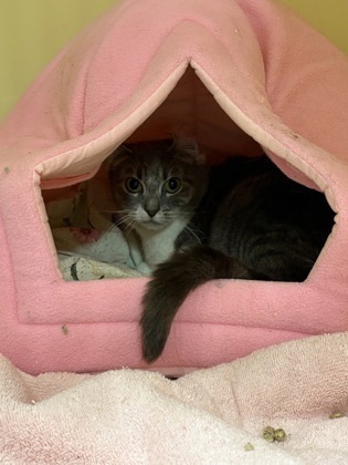 Kaya -Barn cat OF116
