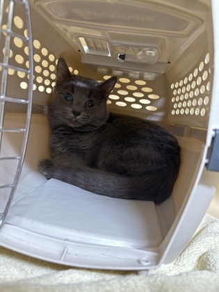 Kyler Barn cat OF112