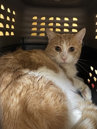 Kylon Barn cat OF117