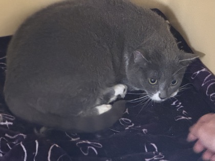Kokomo Barn cat OF118