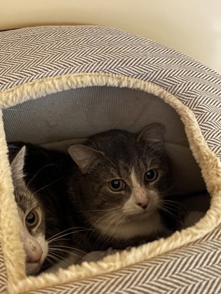 Kheti Barn Cat OF110