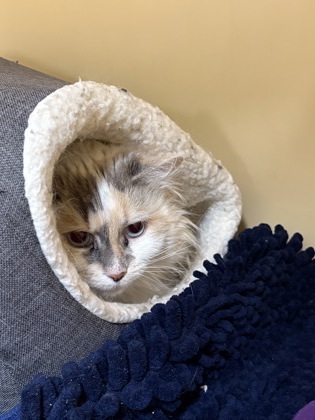 Kiana -Barn Cat OF119