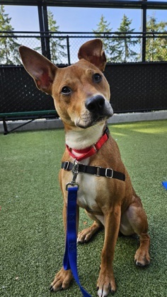 What my friends at Seattle Humane say about me Im a bit of a wiggly guy who loves to play