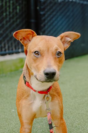 What my friends at Seattle Humane say about me Im a bit of a wiggly guy who loves to play