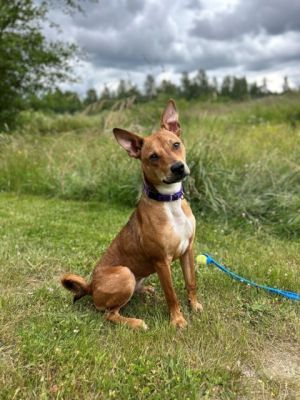 What my friends at Seattle Humane say about me Im a bit of a wiggly guy who loves to play