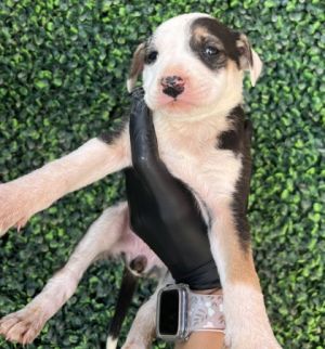 Puppy 7