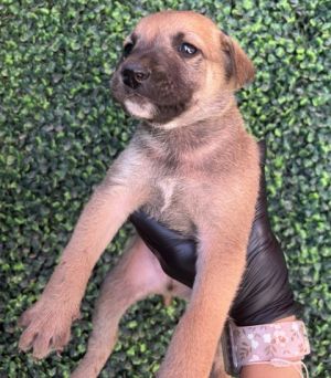 Puppy 4