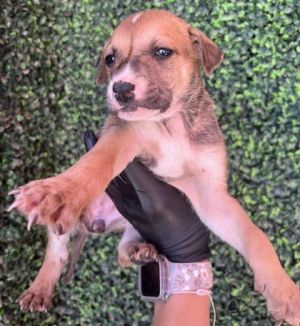 Puppy 5