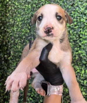 Puppy 6