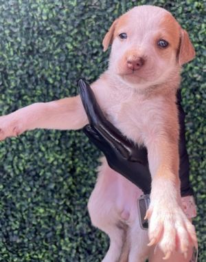 Puppy 2