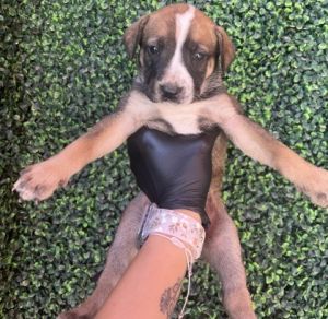 Puppy 3