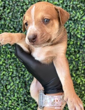 Puppy 1