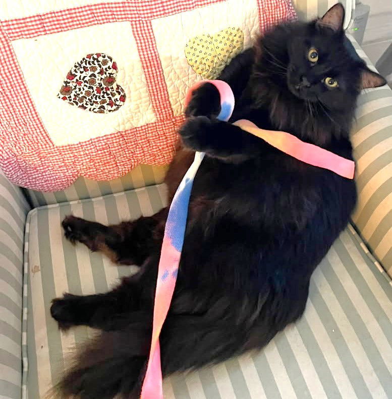 Raven, an adoptable Domestic Long Hair in Springfield, OR, 97475 | Photo Image 4