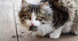 Barn Cat