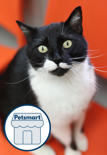Alamo, an adoptable Domestic Short Hair in Walla Walla, WA, 99362 | Photo Image 1