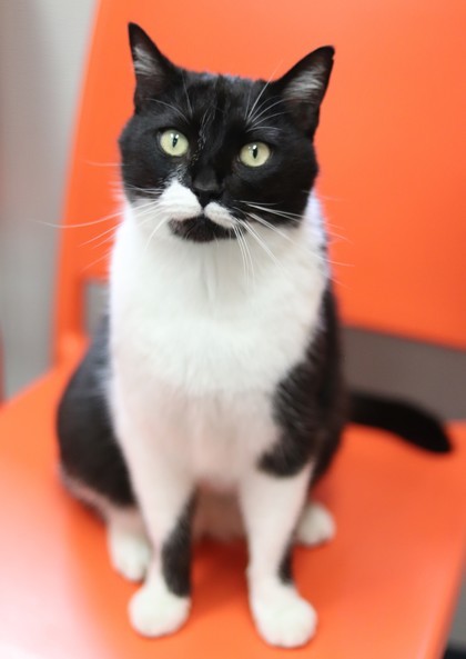 Alamo, an adoptable Domestic Short Hair in Walla Walla, WA, 99362 | Photo Image 2