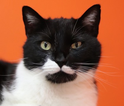 Alamo, an adoptable Domestic Short Hair in Walla Walla, WA, 99362 | Photo Image 3