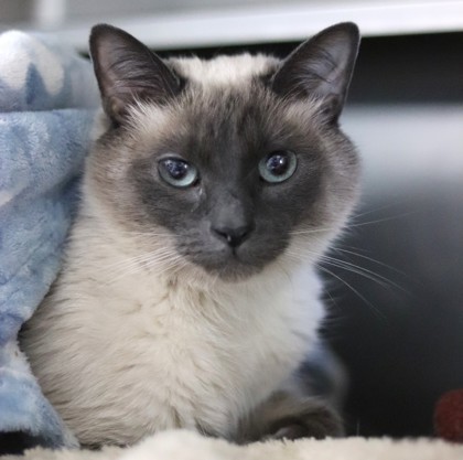 Milo, an adoptable Domestic Short Hair, Siamese in Walla Walla, WA, 99362 | Photo Image 1