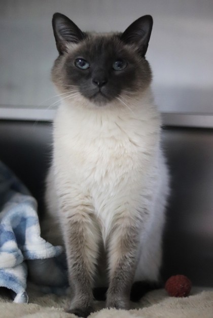 Milo, an adoptable Domestic Short Hair, Siamese in Walla Walla, WA, 99362 | Photo Image 2