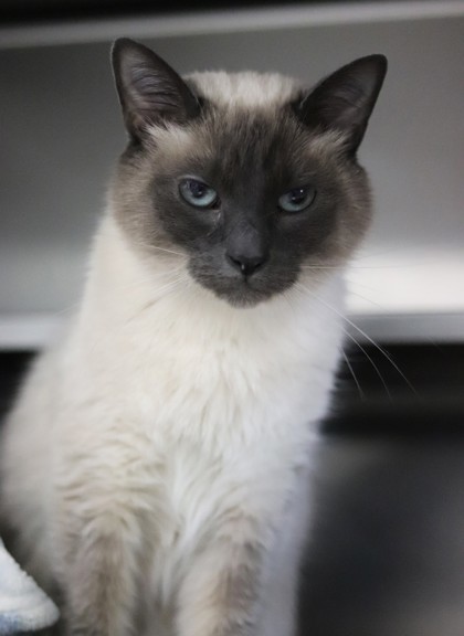 Milo, an adoptable Domestic Short Hair, Siamese in Walla Walla, WA, 99362 | Photo Image 3
