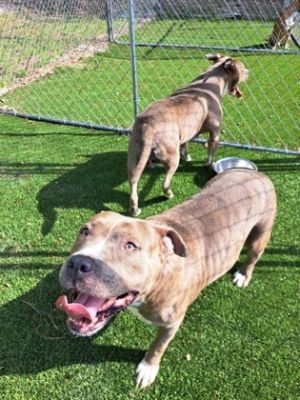 Gouda, Adult Male Mixed Breed
