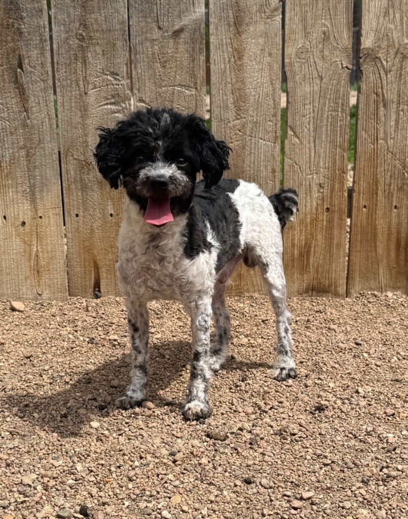 Fitz, an adoptable Poodle in Hastings, NE, 68901 | Photo Image 1