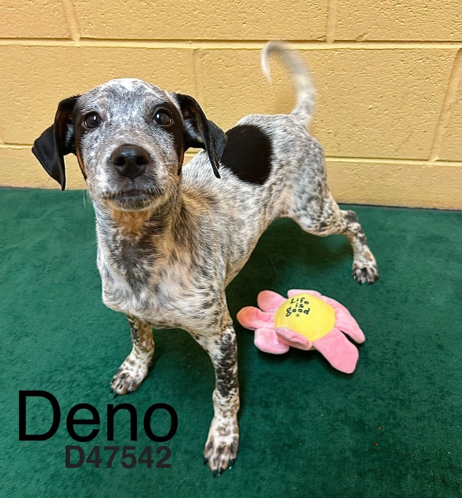 Deno