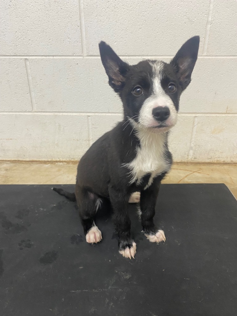 Nova