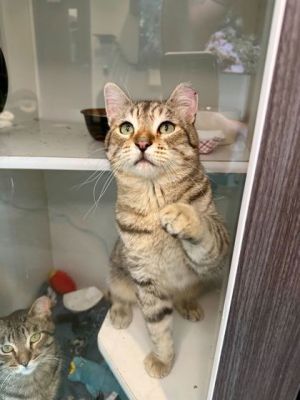 Patrick, Adult Male Domestic Short Hair