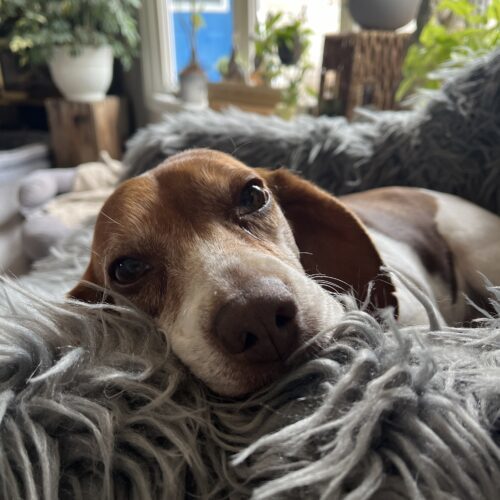 Xena