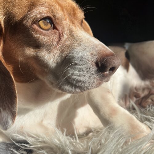 Xena