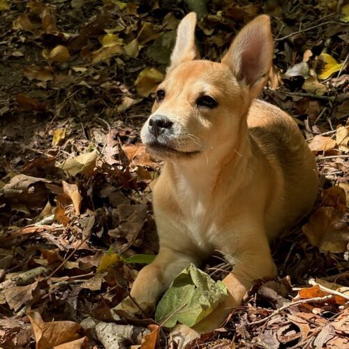 Pixie