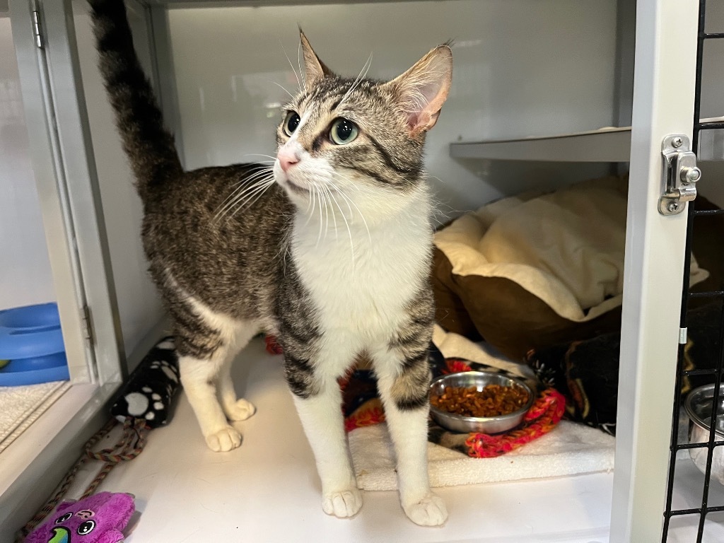 Whiskey, adoptable, Young Male Domestic Short Hair.