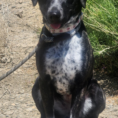 Bonnie