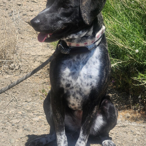 Bonnie