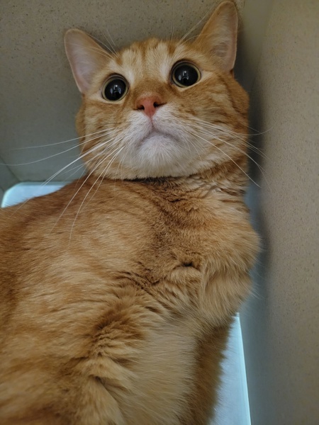 Archie