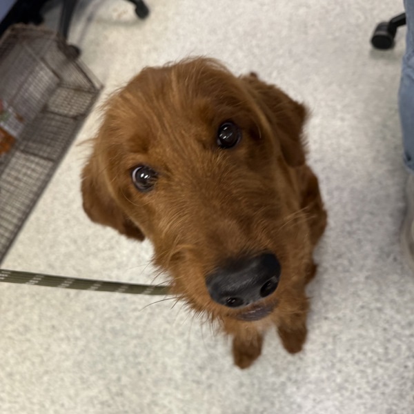 Fozzie