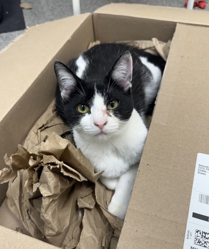 Espiria, an adoptable Domestic Short Hair in Neenah, WI, 54956 | Photo Image 1